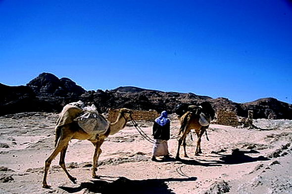 A través do Sinaí de camelo