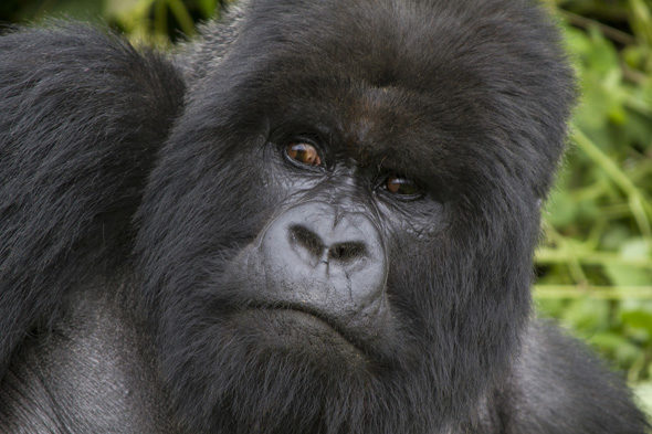 卢旺达: 大猩猩在丛林中的俾格米人 (二)