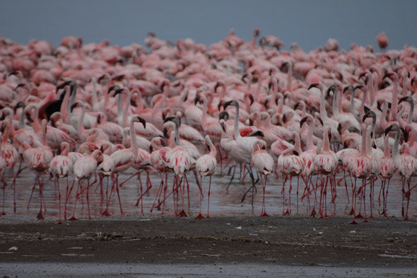 Nakuru: Flamingos wollen nicht fliegen