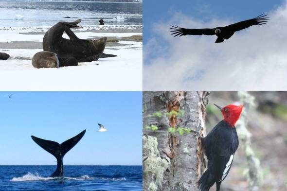 De dieren meest aantrekkelijke in Patagonië