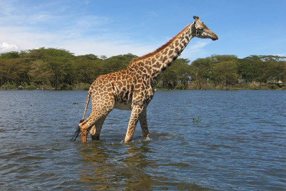 Naivasha: the voracious lake Rift