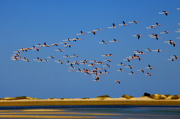 Ruta VAP (III): o vôo da flamingos